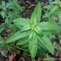 Limnophila aromatica (Lam.) Merr.